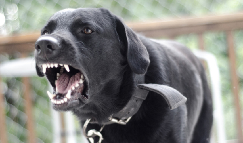 Dangerous Dogs increase the risk of dog bite injuries