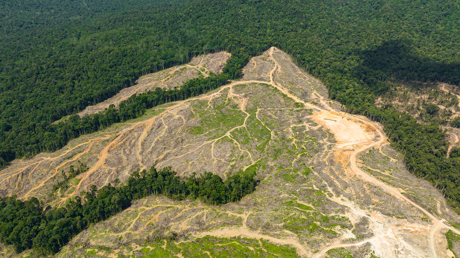 Open land surround by forest